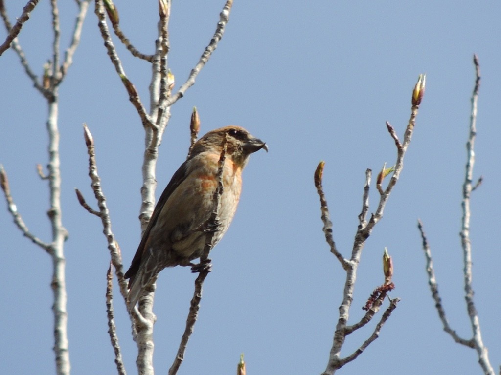 grankorsnebb - ML646838726