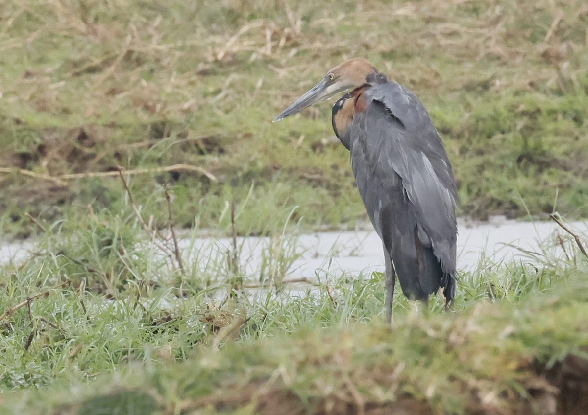 Héron goliath - ML646838728