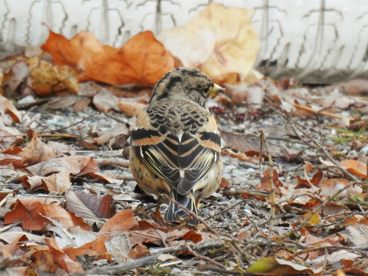 Brambling - ML646838729