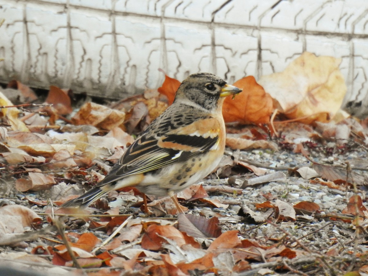 Brambling - ML646838734
