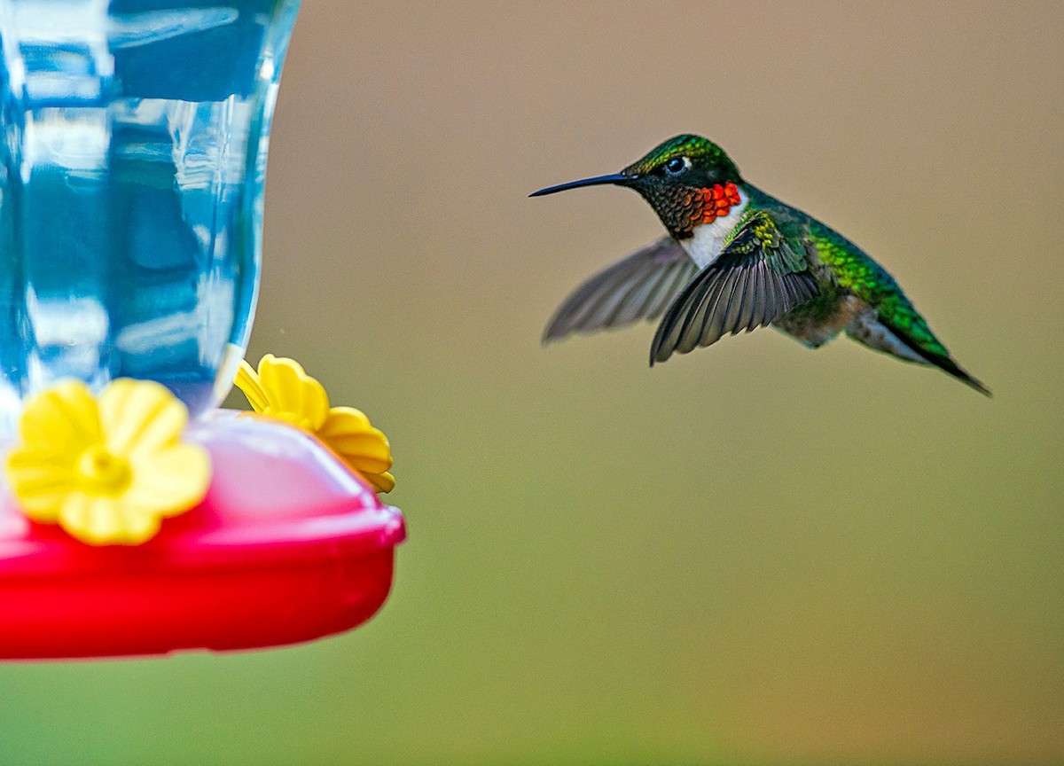 Ruby-throated Hummingbird - ML646838735