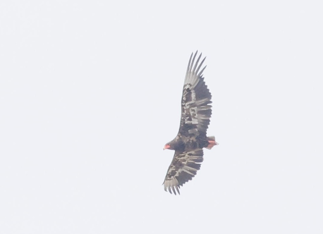 Bateleur des savanes - ML646838736