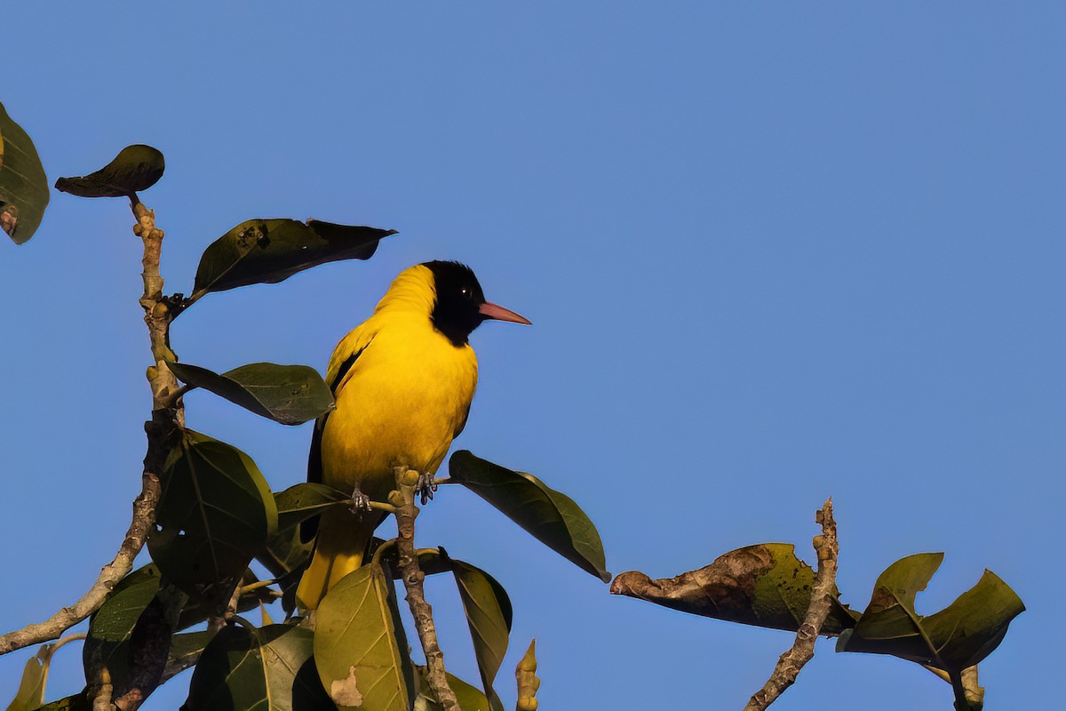 Black-hooded Oriole - ML646838737