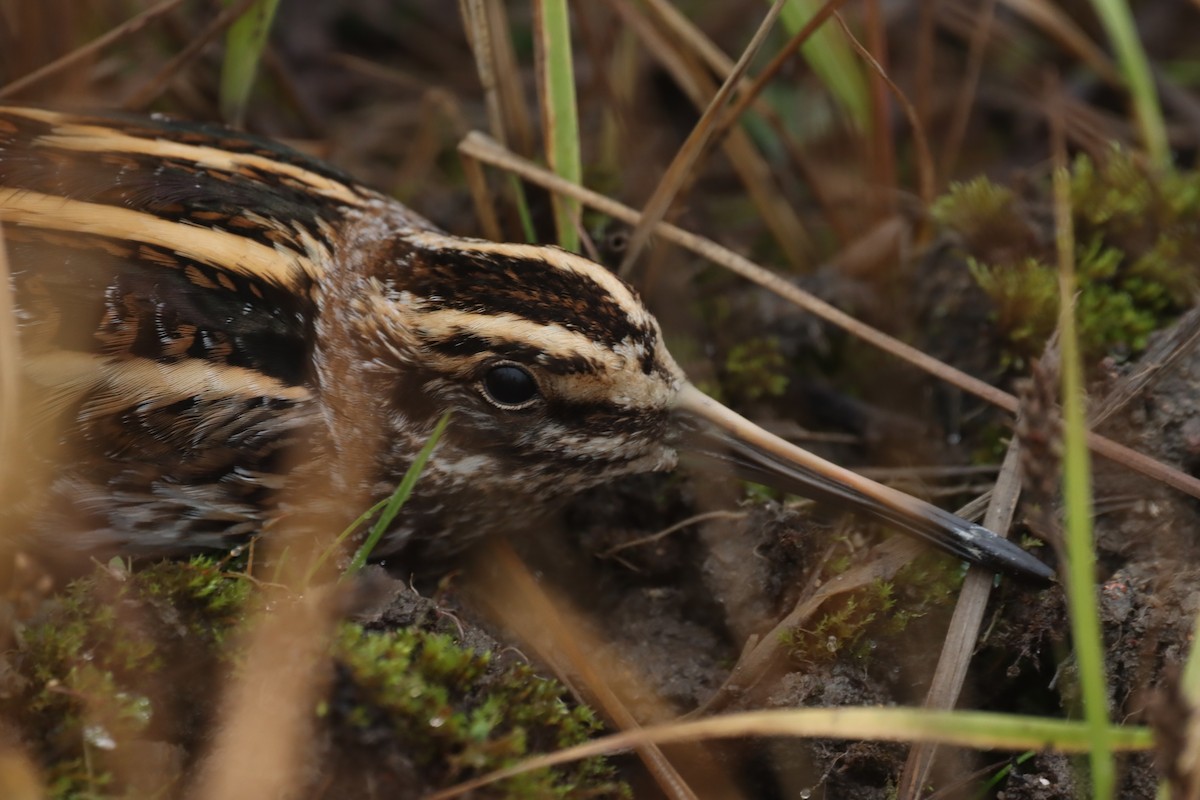 Jack Snipe - ML646838740