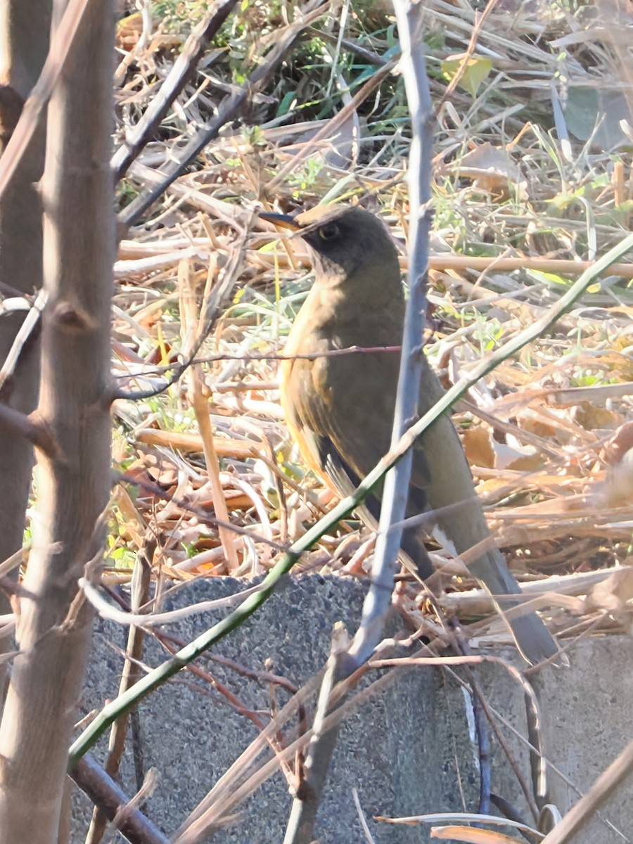 Brown-headed Thrush - ML646838742