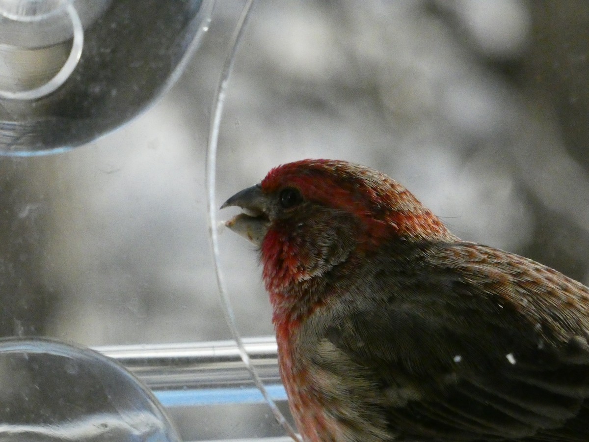 House Finch - ML646838746