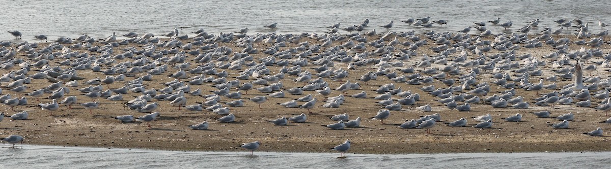Gaviota Reidora - ML646838747