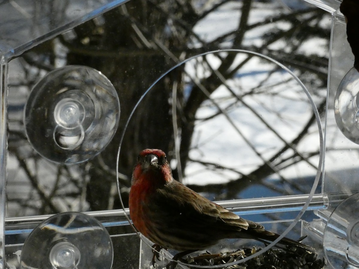 House Finch - ML646838750