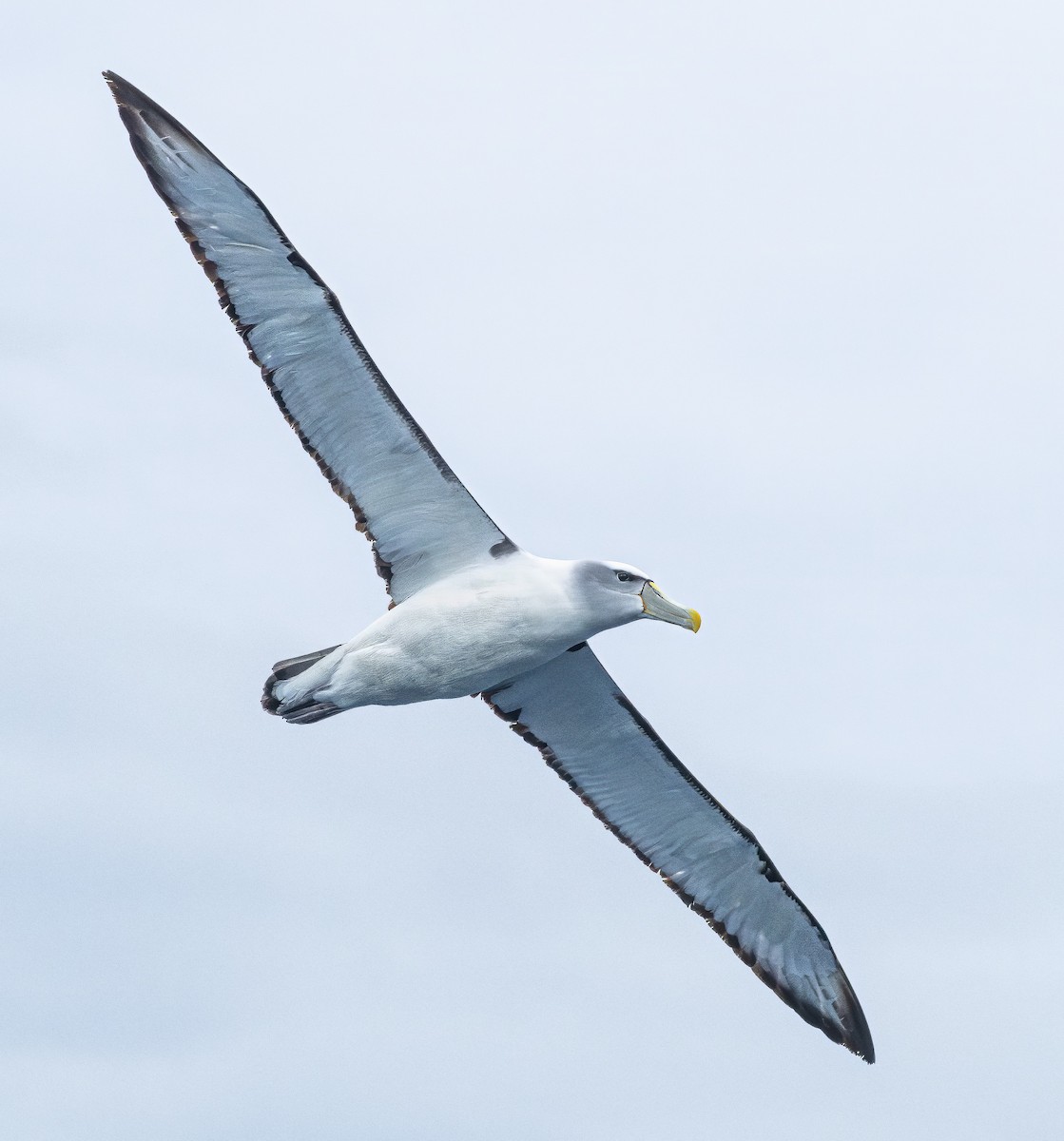 White-capped Albatross - ML646838751