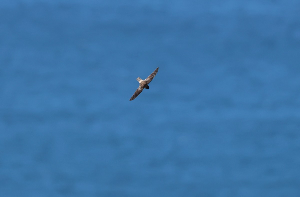 Salangana (Aerodramus) sp. - ML646838752