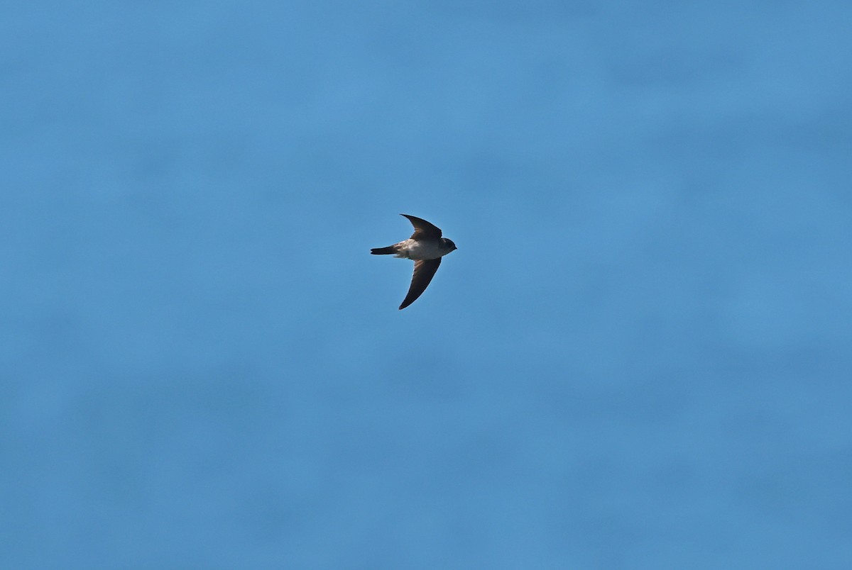 Salangana (Aerodramus) sp. - ML646838753