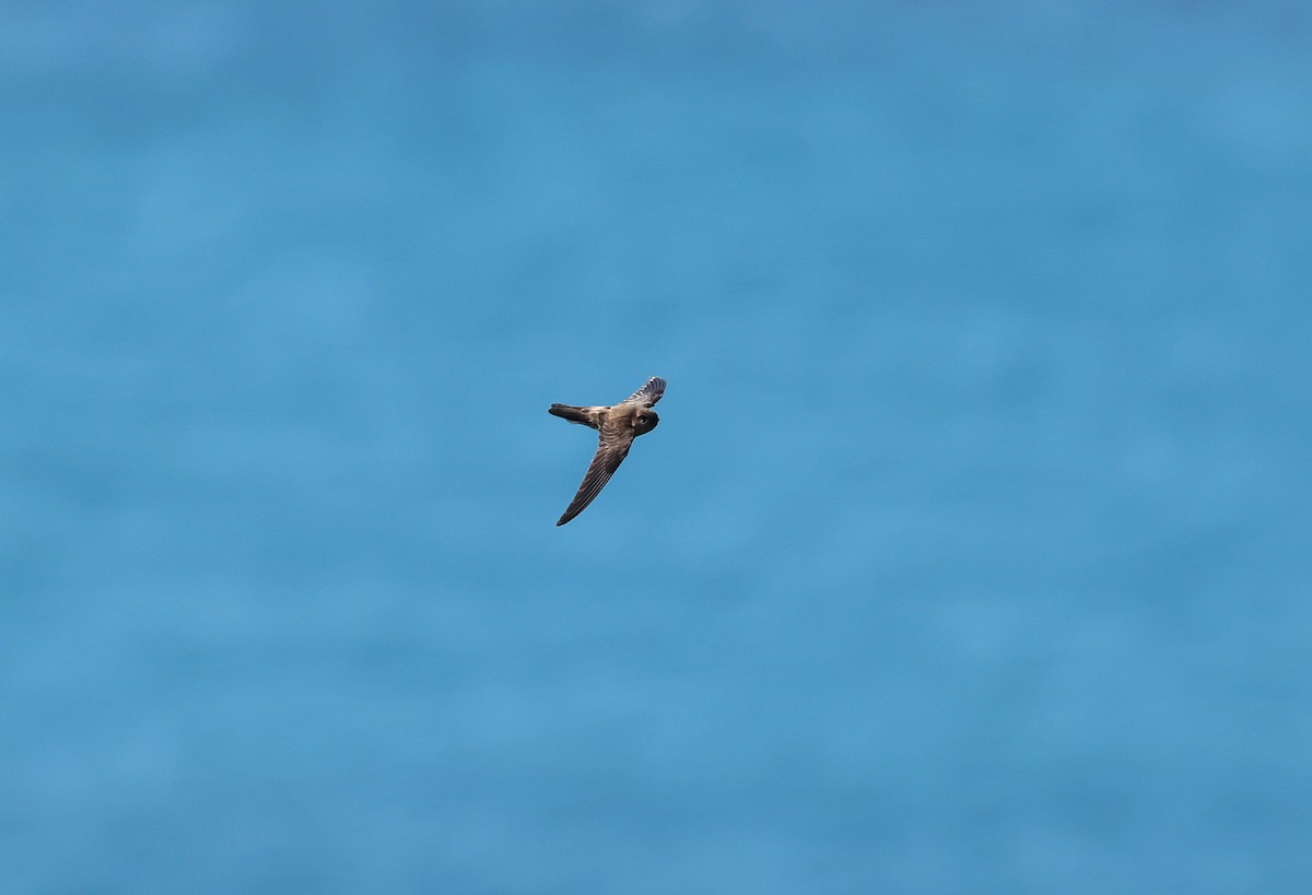 Salangana (Aerodramus) sp. - ML646838754