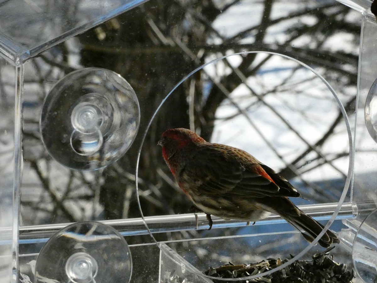 House Finch - ML646838756