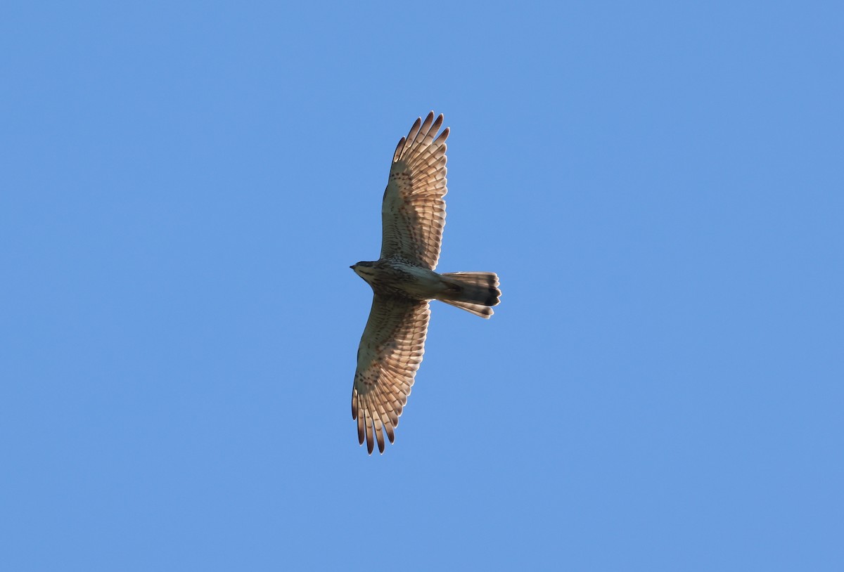 Busardo Carigrís - ML646838761
