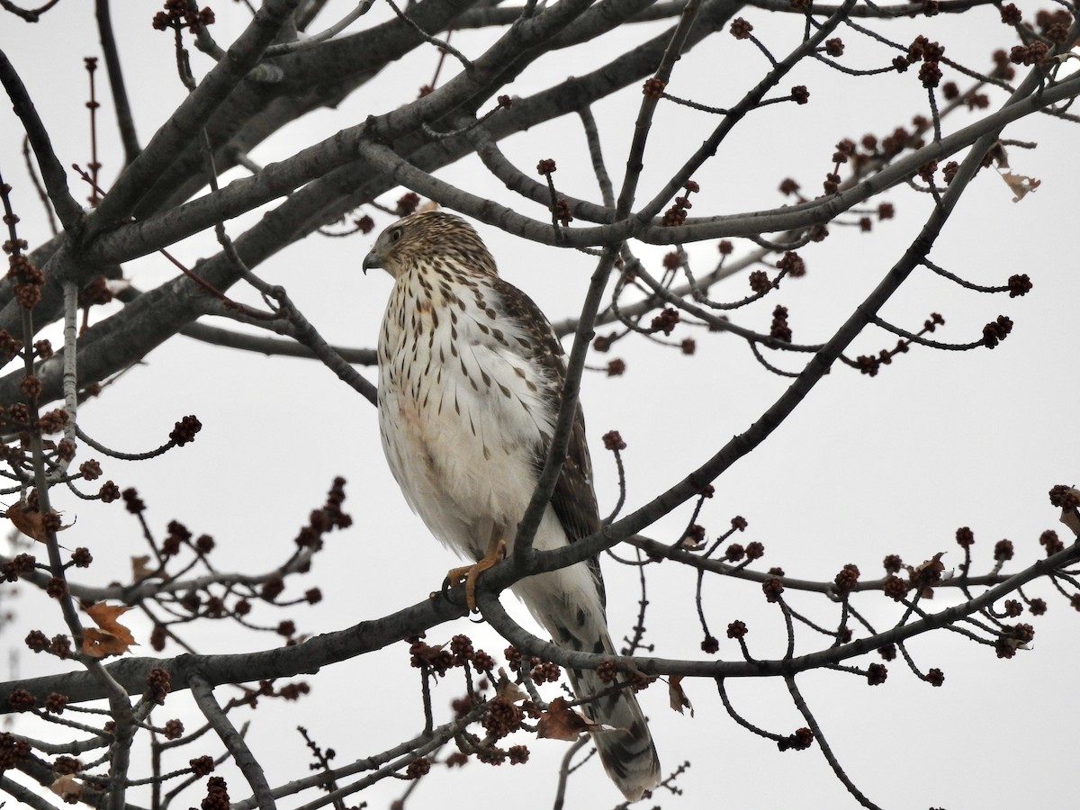 Cooper's Hawk - ML646838762