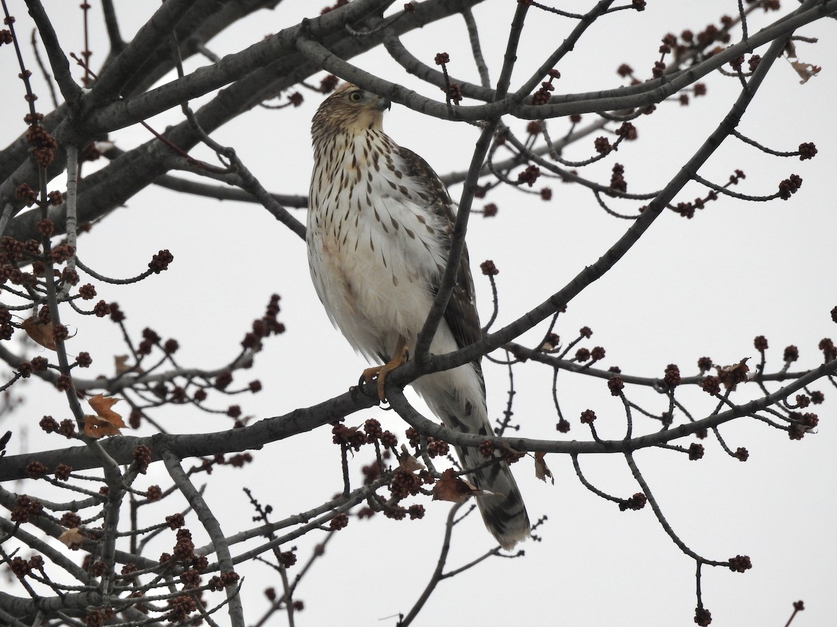 Cooper's Hawk - ML646838763
