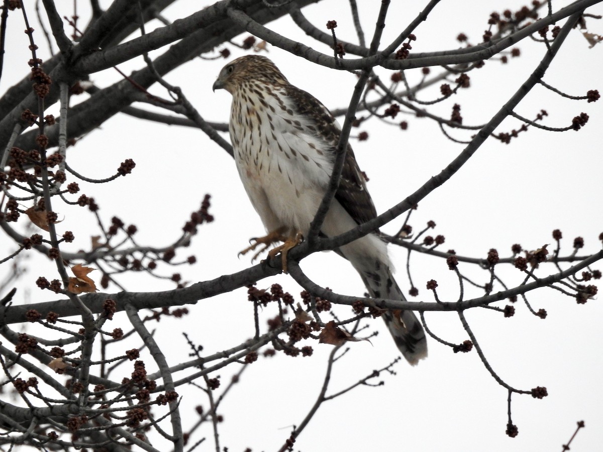 Cooper's Hawk - ML646838764