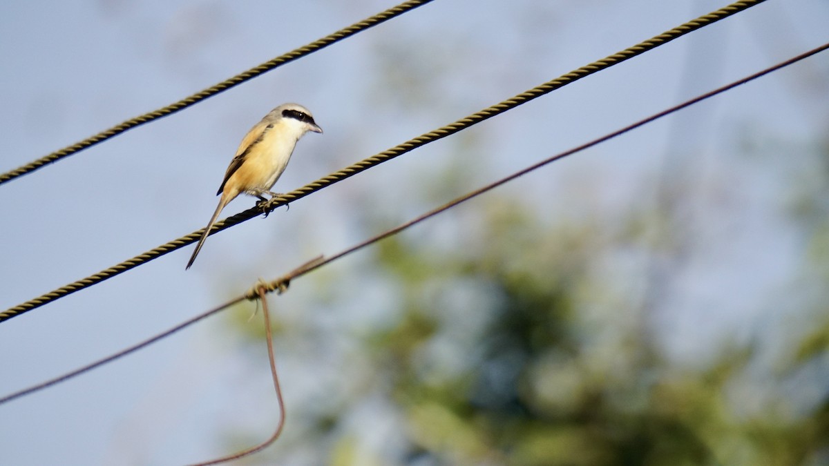 Antzandobi isats-luzea - ML646838765