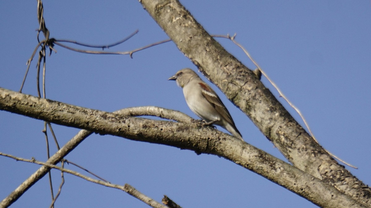 Zuhaixka-txolarre papohoria - ML646838766