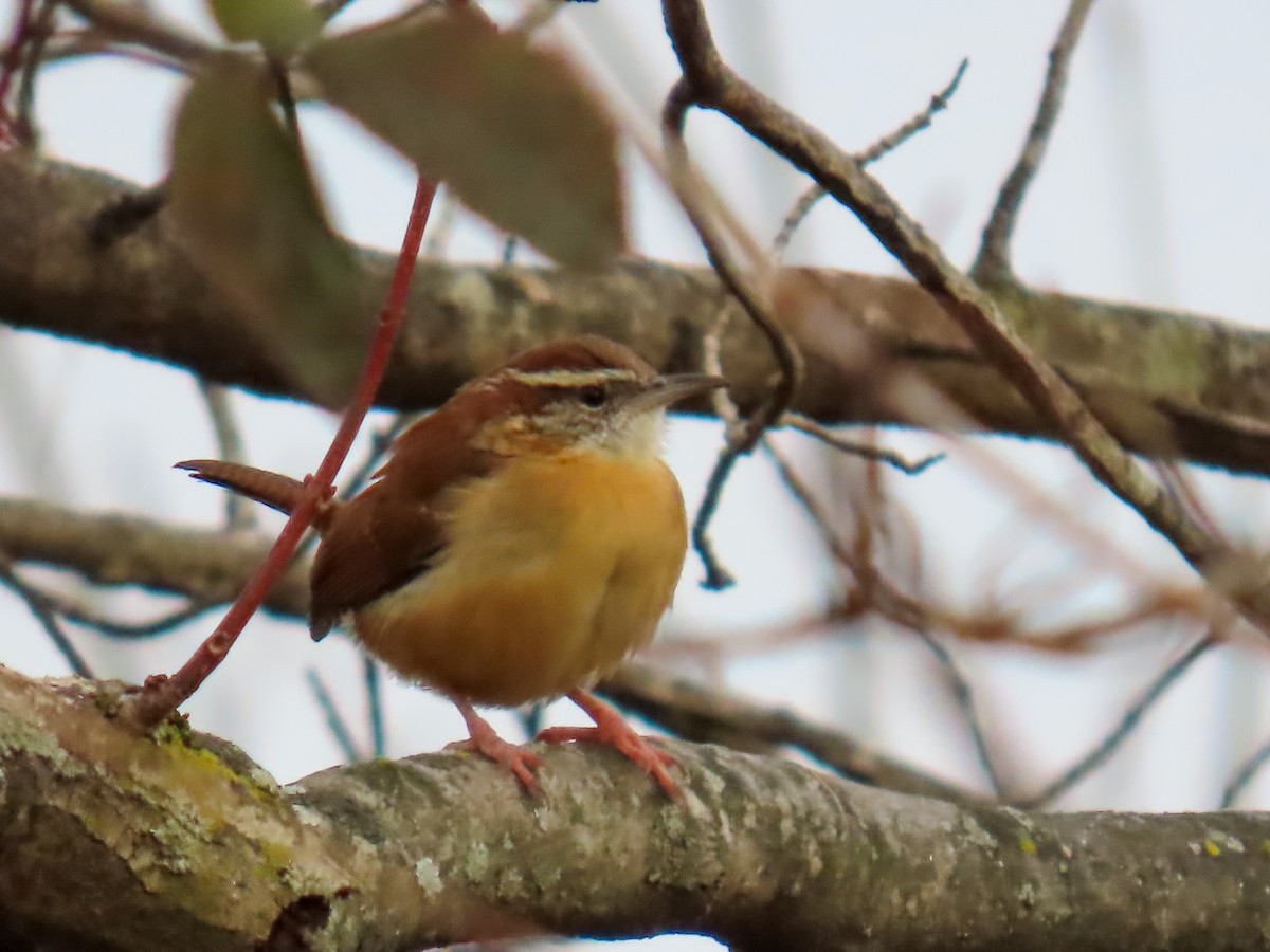 Carolina Wren - ML646838767