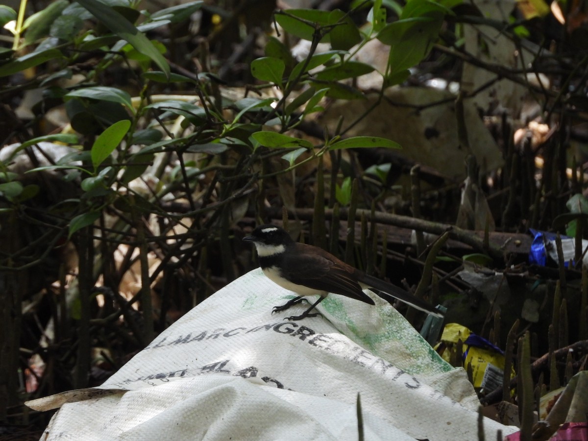 Rhipidure de Vigors - ML646838768