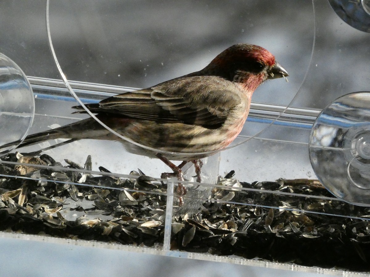 House Finch - ML646838769