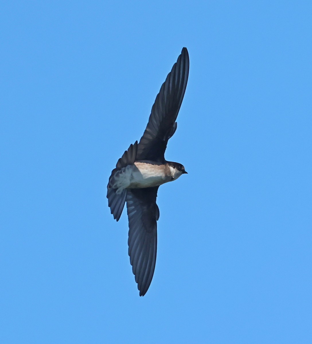 Avión Asiático - ML646838771
