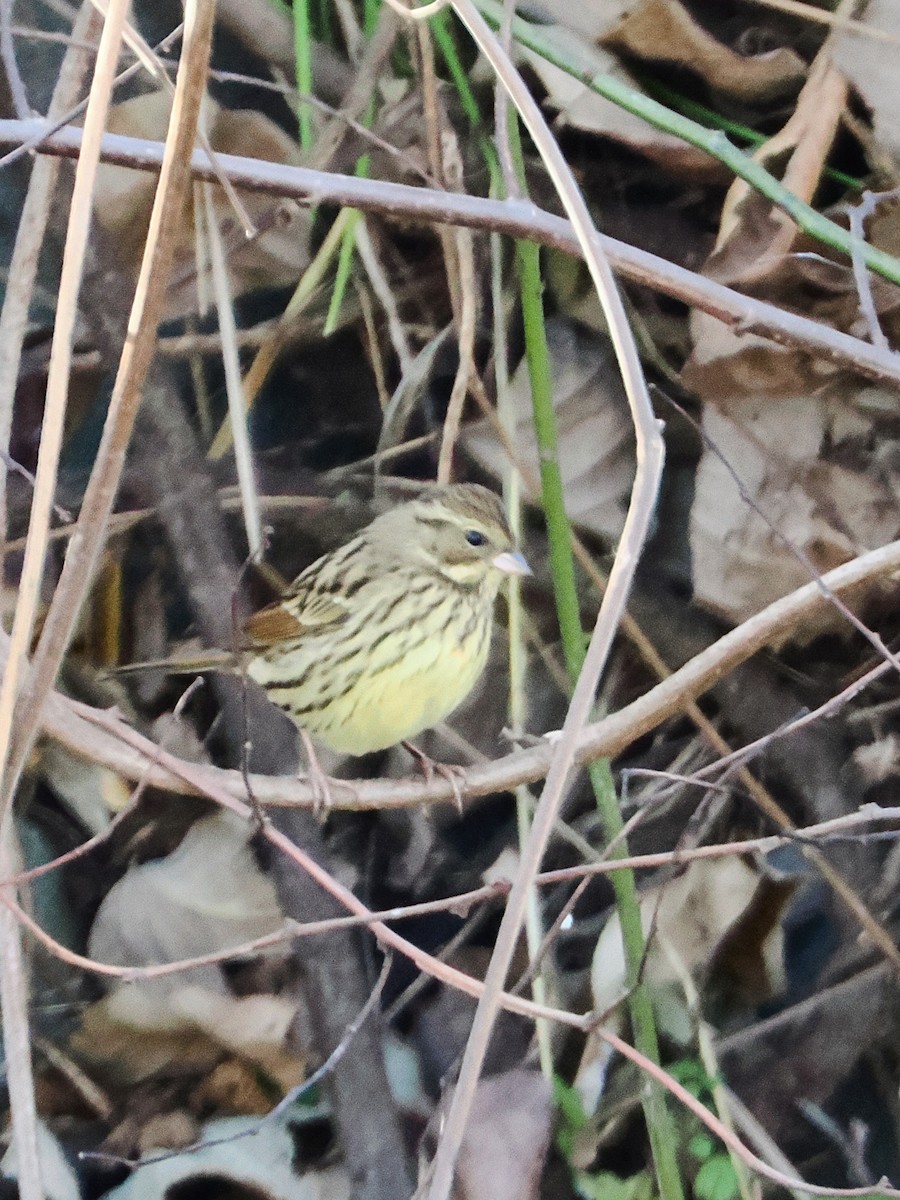 Masked Bunting - ML646838773