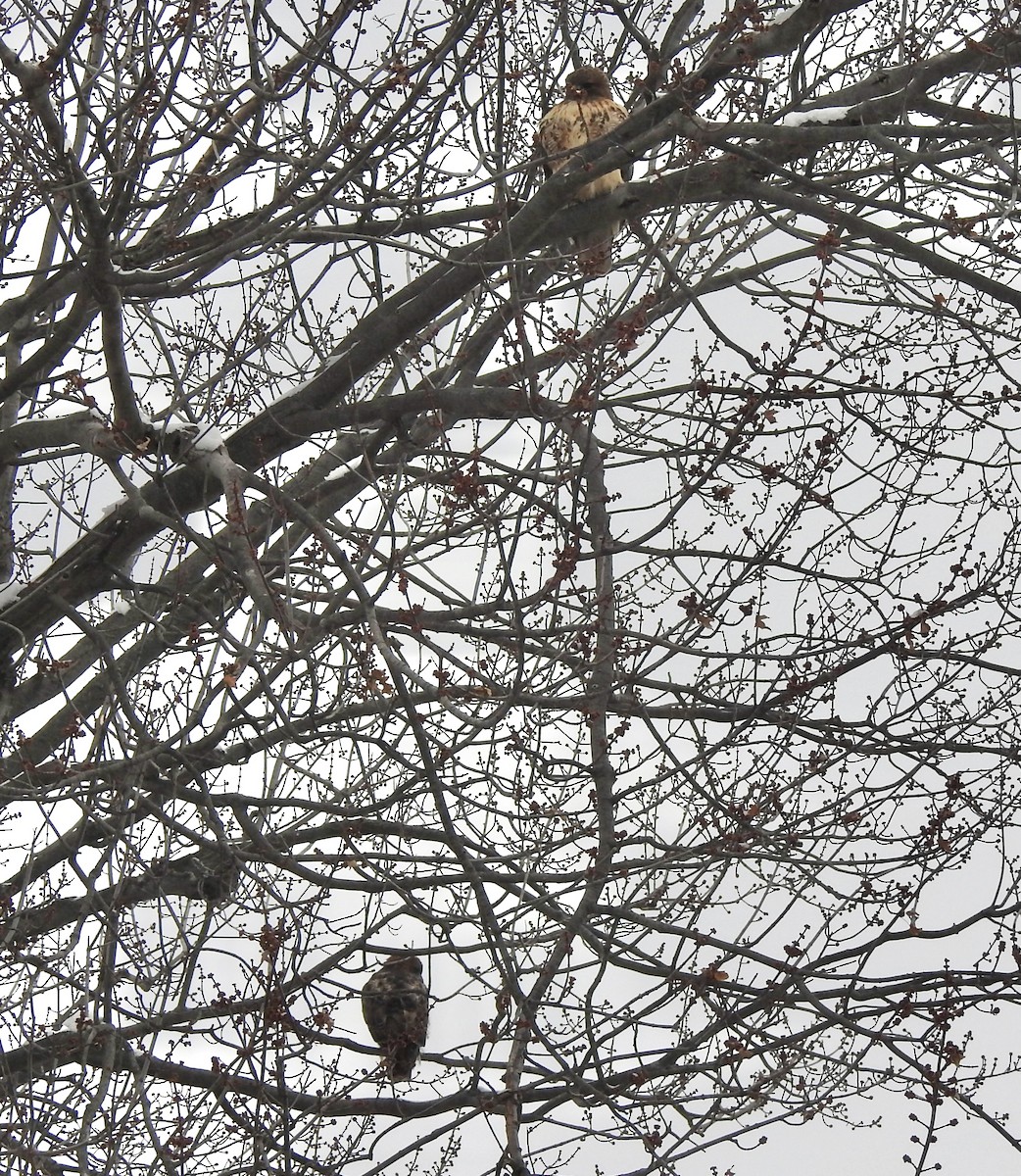 Red-tailed Hawk - ML646838774