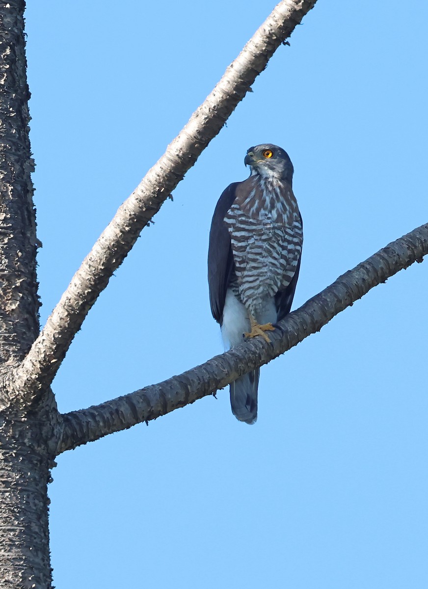 Azor Moñudo - ML646838775