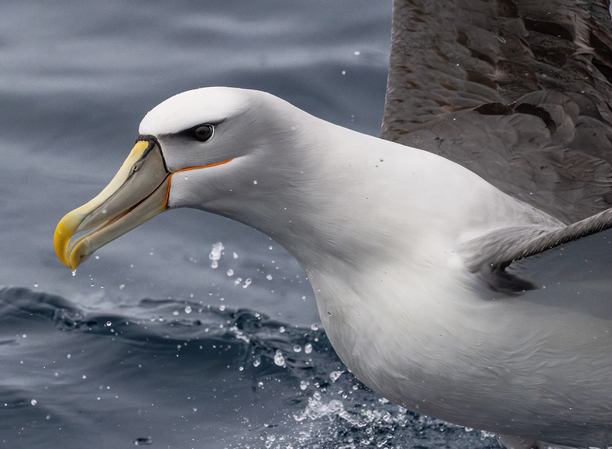White-capped Albatross - ML646838777
