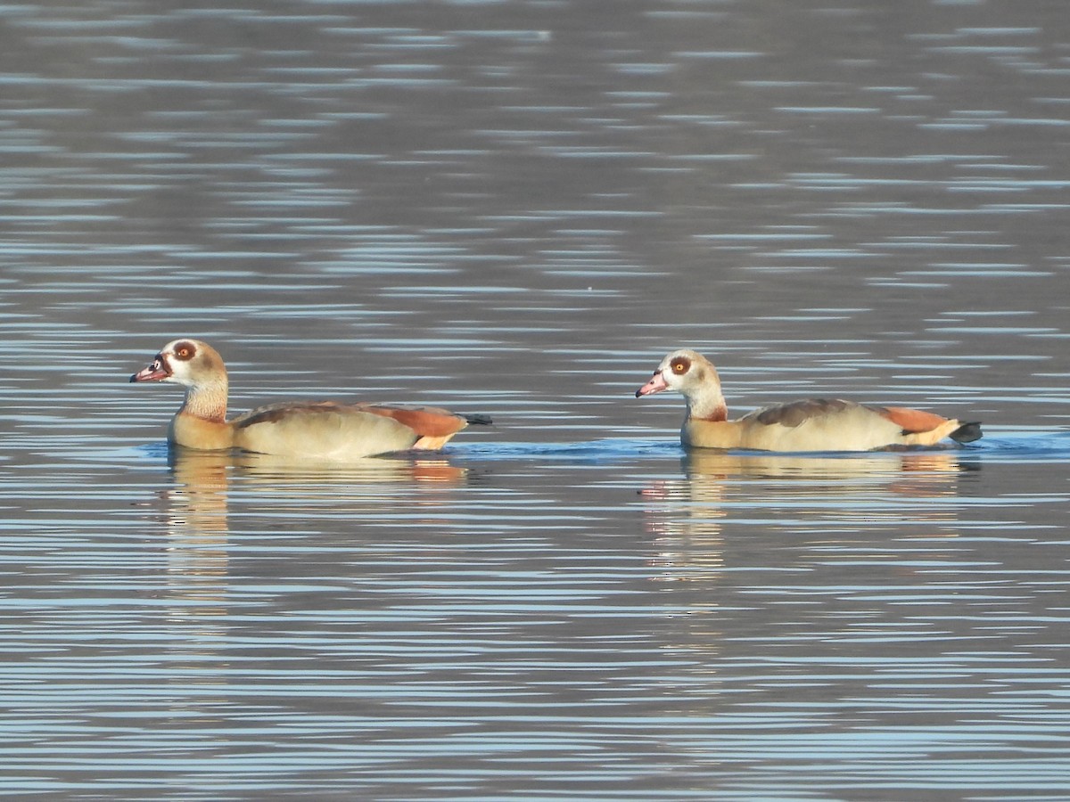 Egyptian Goose - ML646838778
