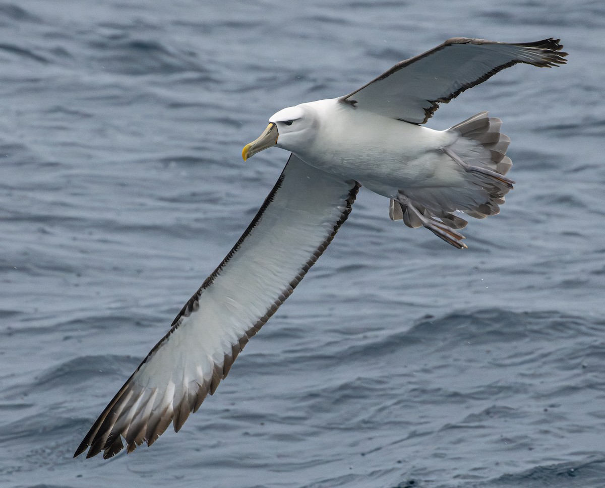 White-capped Albatross - ML646838786