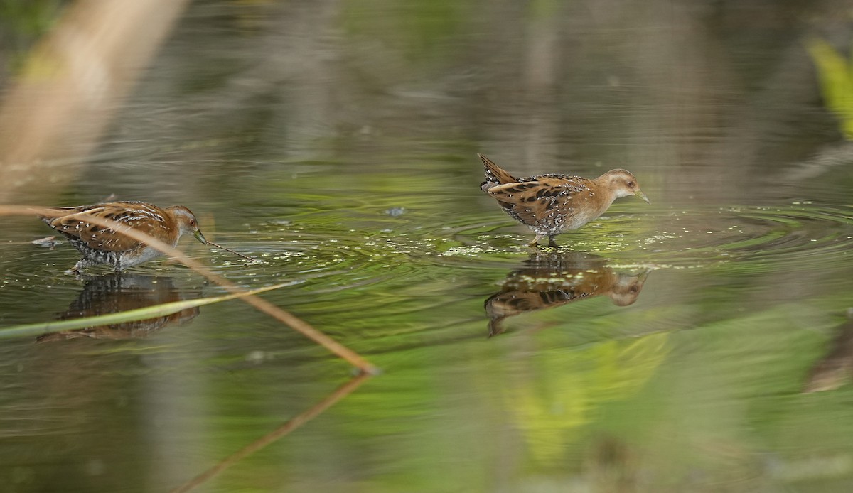Baillon's Crake - ML646838787