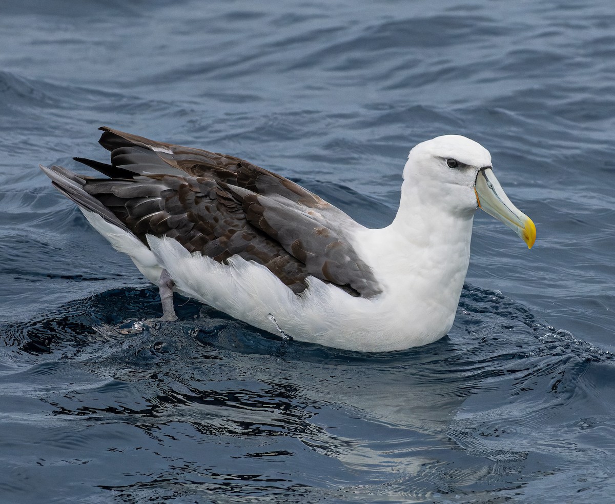 White-capped Albatross - ML646838788