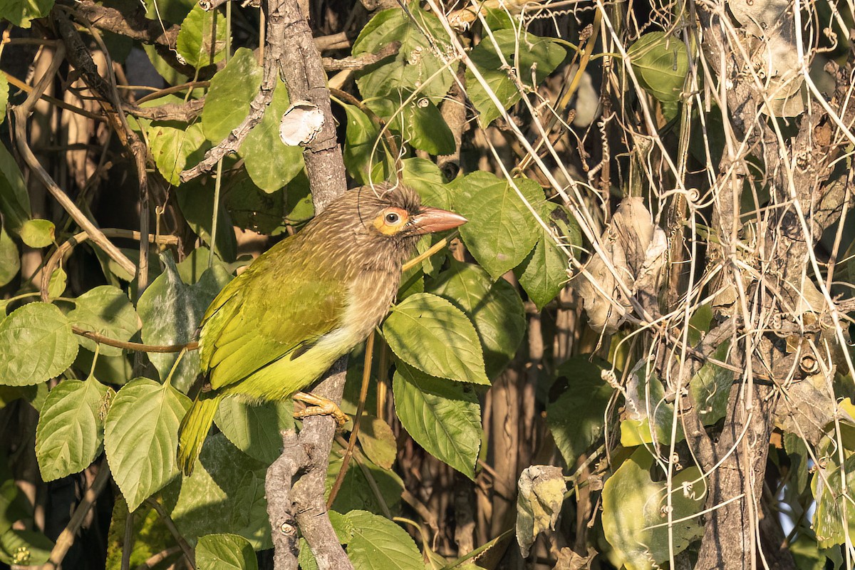 Brown-headed Barbet - ML646838791