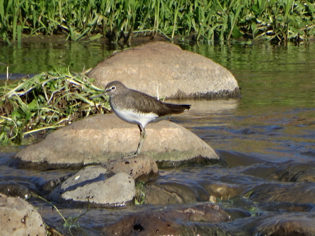 Piro piro culbianco - ML646838792
