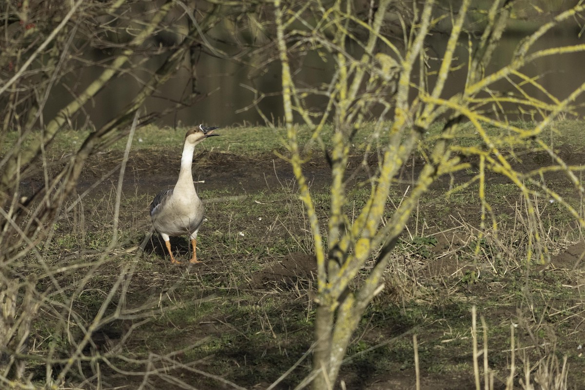 husa labutí (domestikovaná) - ML646838794