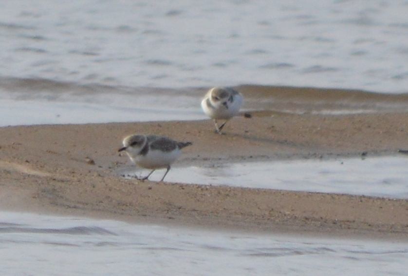 Snowy Plover - ML646838795