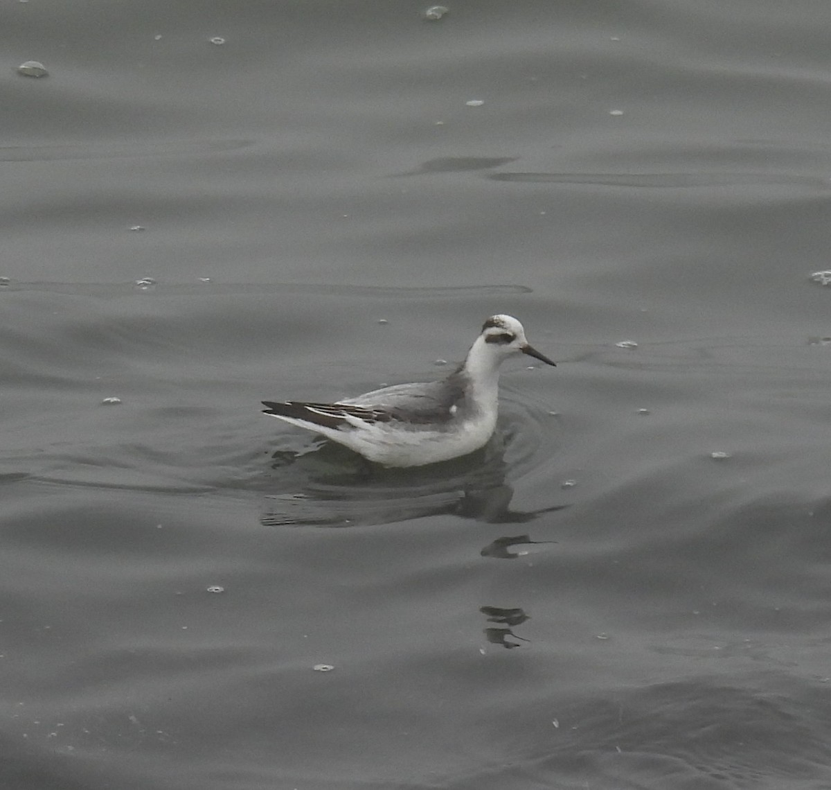 Red Phalarope - ML646838796