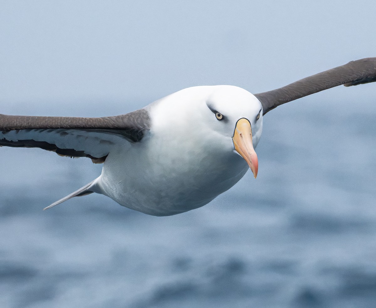 Black-browed Albatross (Campbell) - ML646838797