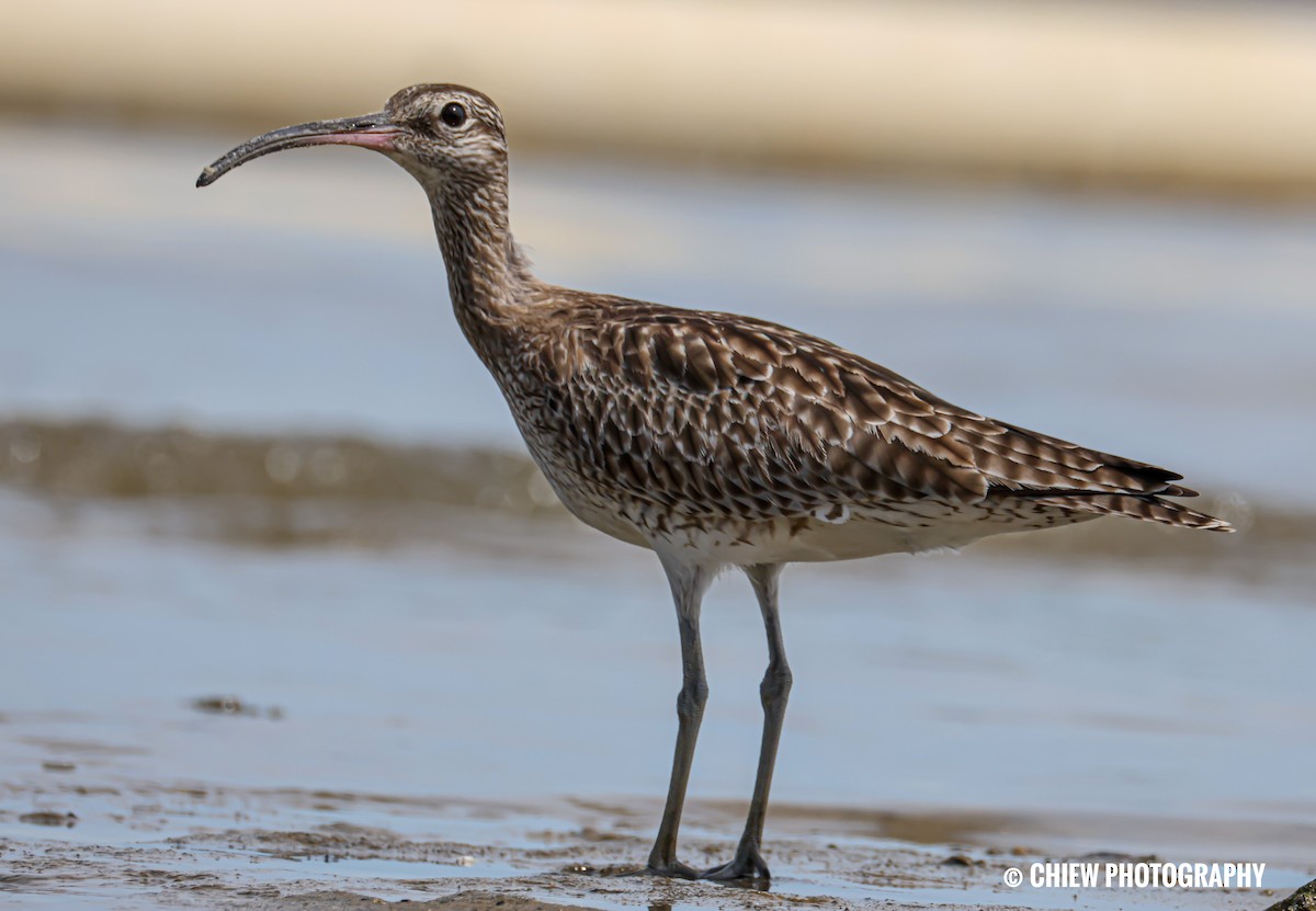 Eurasian Whimbrel - ML646838798