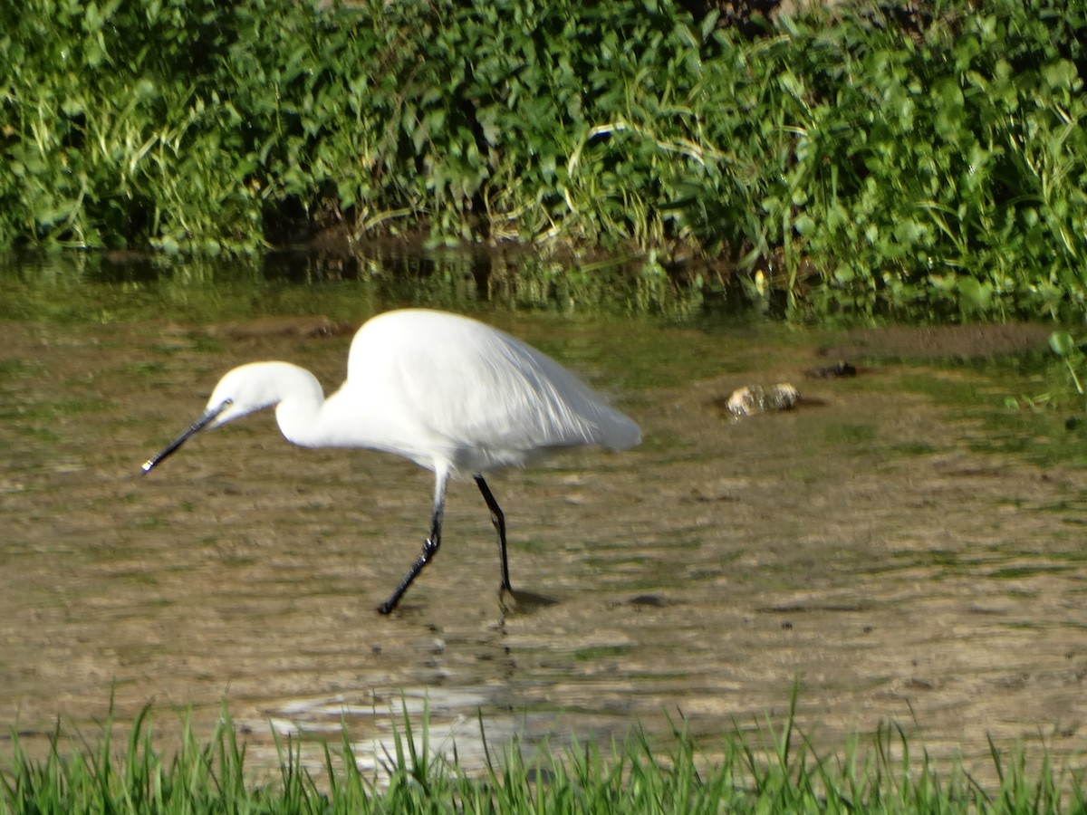 Garzetta - ML646838802