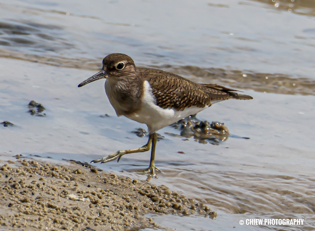 Common Sandpiper - ML646838803