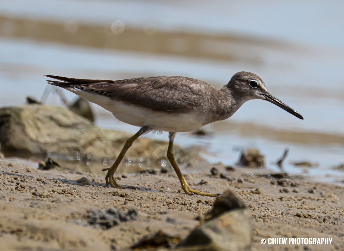 Gray-tailed Tattler - ML646838805