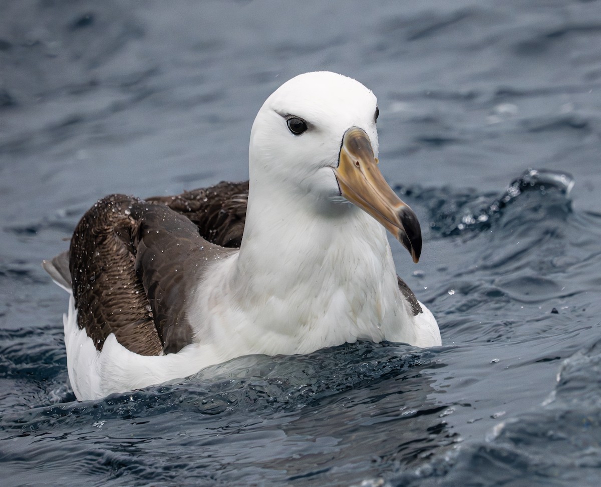 Black-browed Albatross (Black-browed) - ML646838806