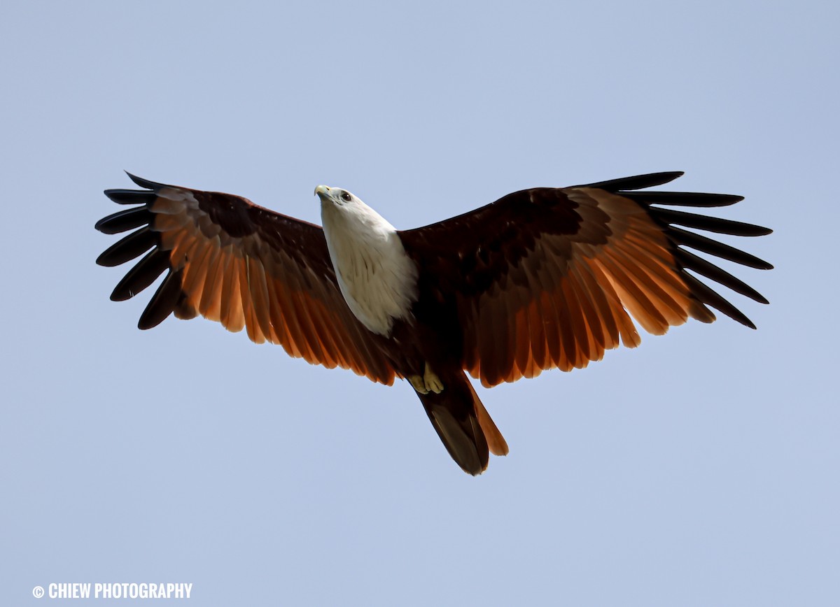 Brahminy Kite - ML646838807