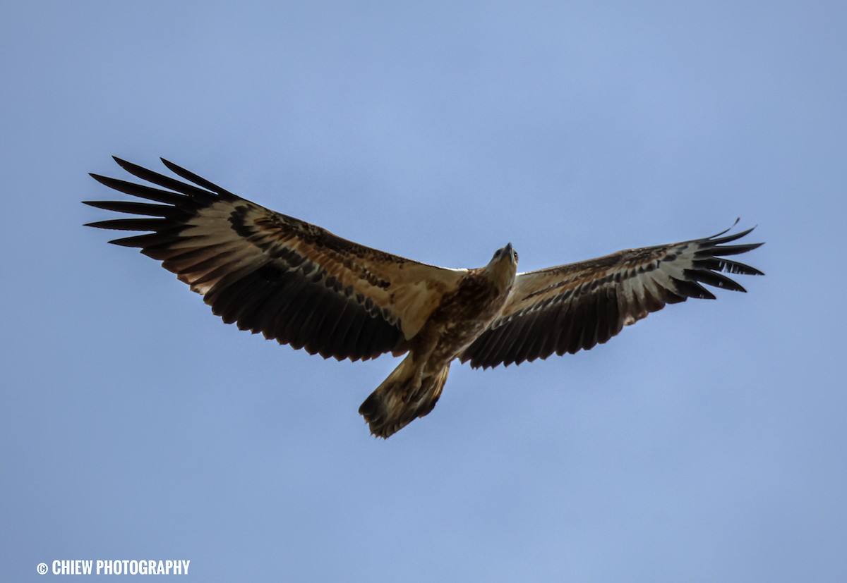 White-bellied Sea-Eagle - ML646838809