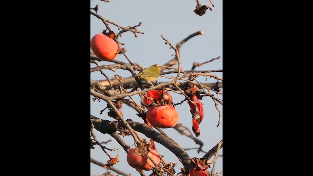 Warbling White-eye - ML646838811