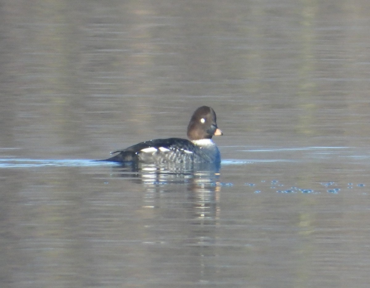 Common Goldeneye - ML646838813